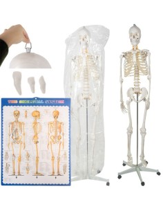 Žmogaus skeletas – 170cm Malatec 22583