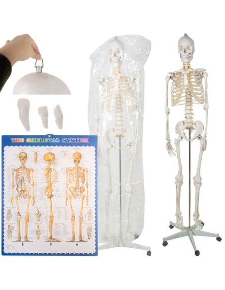 Žmogaus skeletas – 170cm Malatec 22583