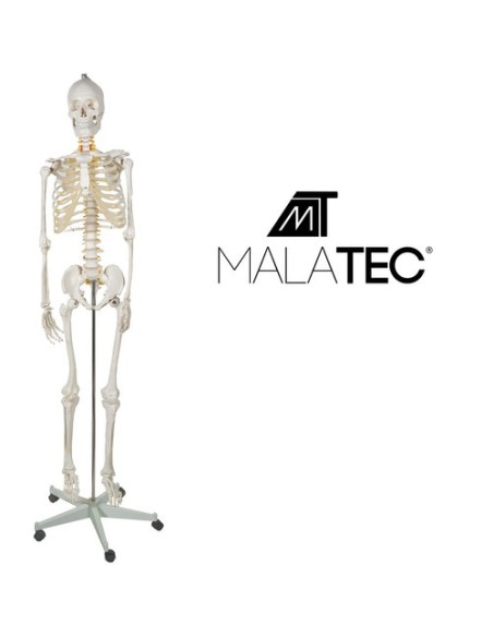 Žmogaus skeletas – 170cm Malatec 22583