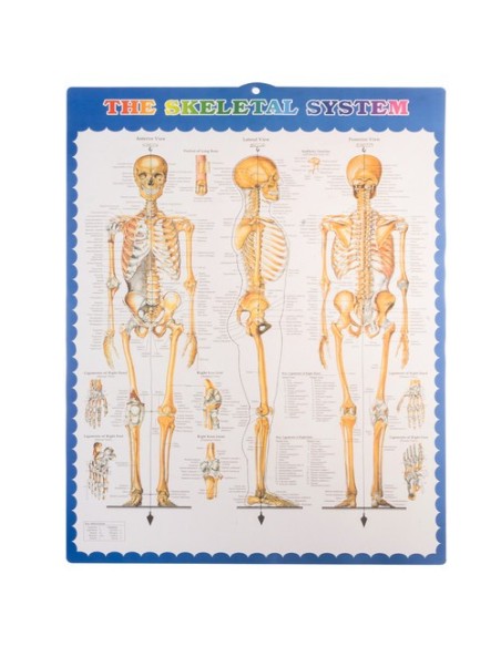 Žmogaus skeletas – 170cm Malatec 22583