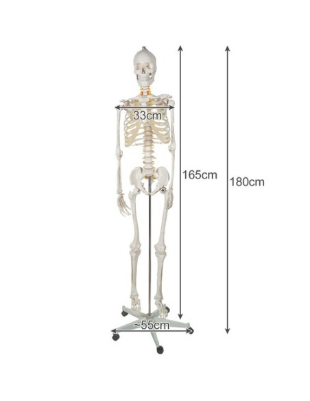 Žmogaus skeletas – 170cm Malatec 22583