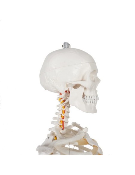 Žmogaus skeletas – 170cm Malatec 22583