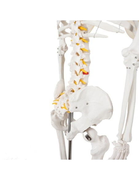 Žmogaus skeletas – 170cm Malatec 22583