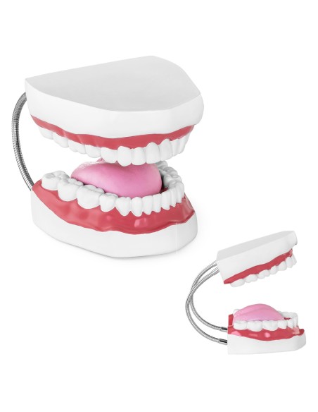 Žmogaus žandikaulio anatominis modelis 2:1 masteliu Žmogaus žandikaulio anatominis modelis 2:1 masteliu