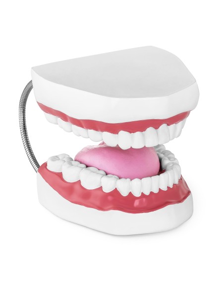 Žmogaus žandikaulio anatominis modelis 2:1 masteliu Žmogaus žandikaulio anatominis modelis 2:1 masteliu