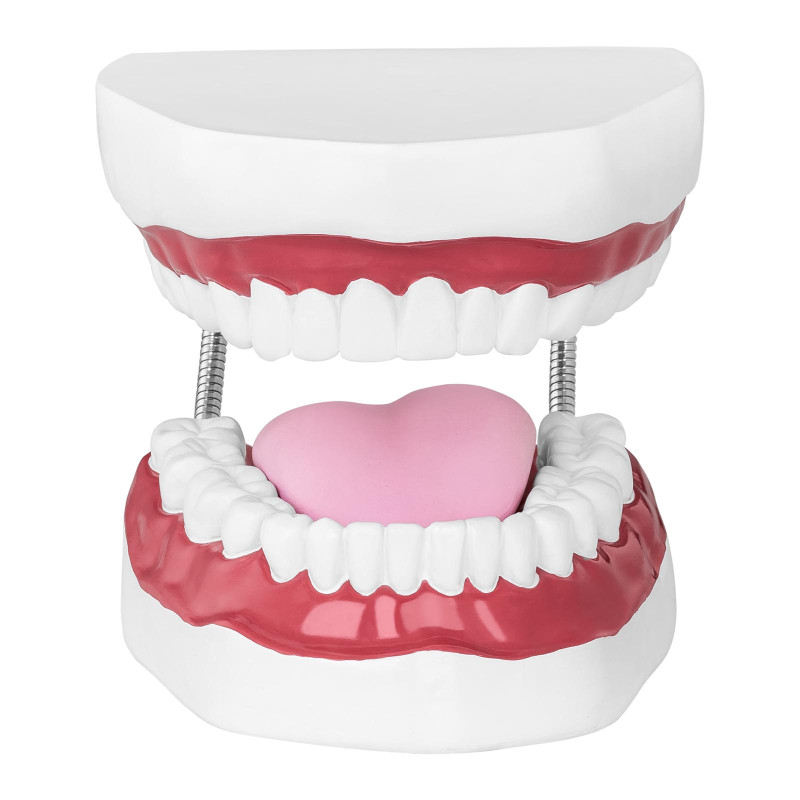 Žmogaus žandikaulio anatominis modelis 2:1 masteliu