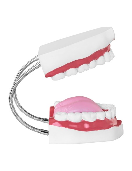 Žmogaus žandikaulio anatominis modelis 2:1 masteliu Žmogaus žandikaulio anatominis modelis 2:1 masteliu