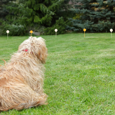 
Elektrinė šunų dresūros tvora su antkakliu, 300 m ilgio - komplektas
