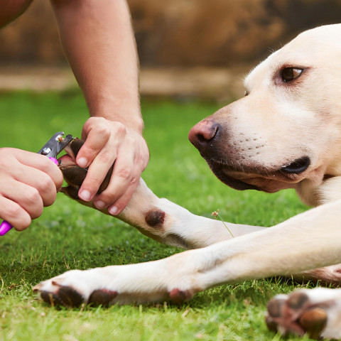 
Belaidė šunų ir gyvūnų kirpimo mašinėlė su LCD ekranu, 9 W, 4 priedais
