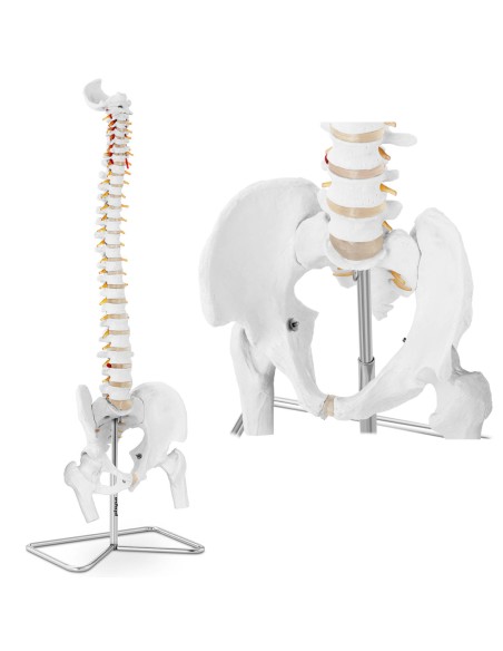 Anatominis žmogaus stuburo modelis su vyrišku dubens 86 cm Anatominis žmogaus stuburo modelis su vyrišku dubens 86 cm