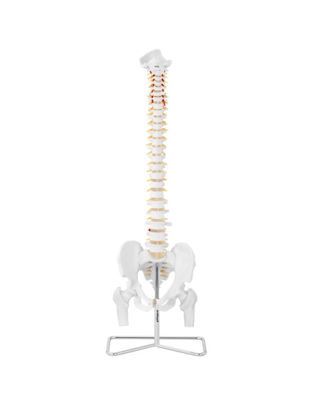 Anatominis žmogaus stuburo modelis su vyrišku dubens 86 cm Anatominis žmogaus stuburo modelis su vyrišku dubens 86 cm