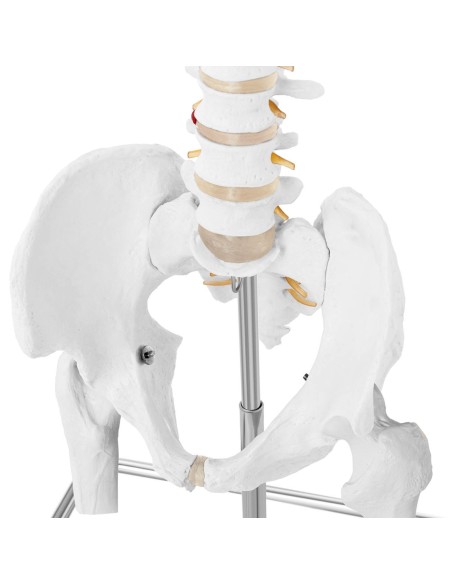 Anatominis žmogaus stuburo modelis su vyrišku dubens 86 cm Anatominis žmogaus stuburo modelis su vyrišku dubens 86 cm