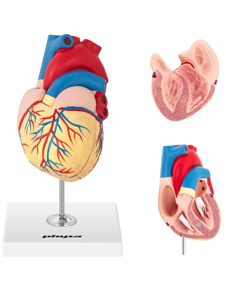 3D žmogaus širdies anatominis modelis 3D žmogaus širdies anatominis modelis