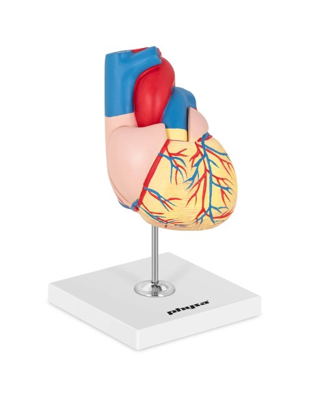 3D žmogaus širdies anatominis modelis 3D žmogaus širdies anatominis modelis