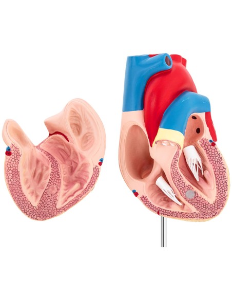 3D žmogaus širdies anatominis modelis 3D žmogaus širdies anatominis modelis