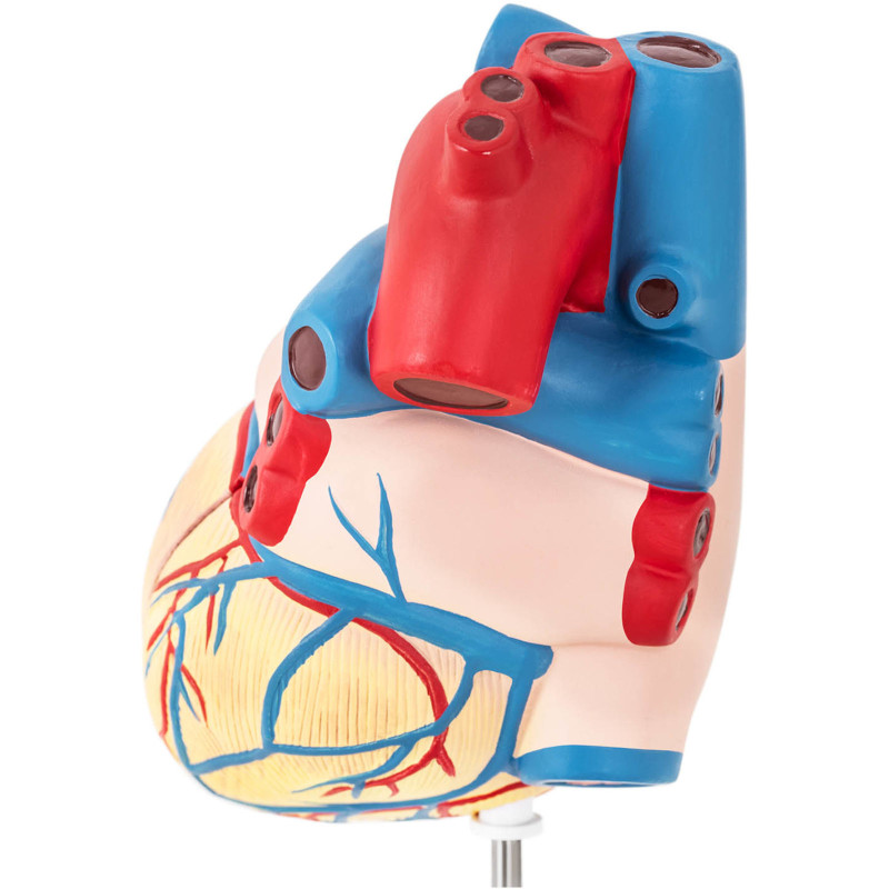 3D žmogaus širdies anatominis modelis