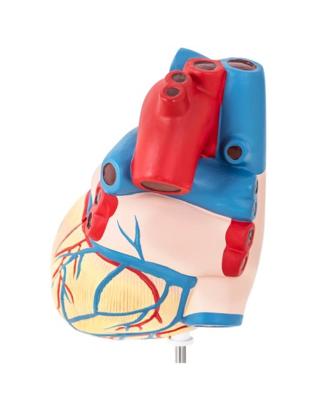 3D žmogaus širdies anatominis modelis 3D žmogaus širdies anatominis modelis