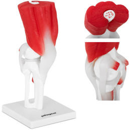 3D anatominis kelio sąnario modelis 1:1 masteliu