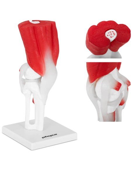 3D anatominis kelio sąnario modelis 1:1 masteliu 3D anatominis kelio sąnario modelis 1:1 masteliu