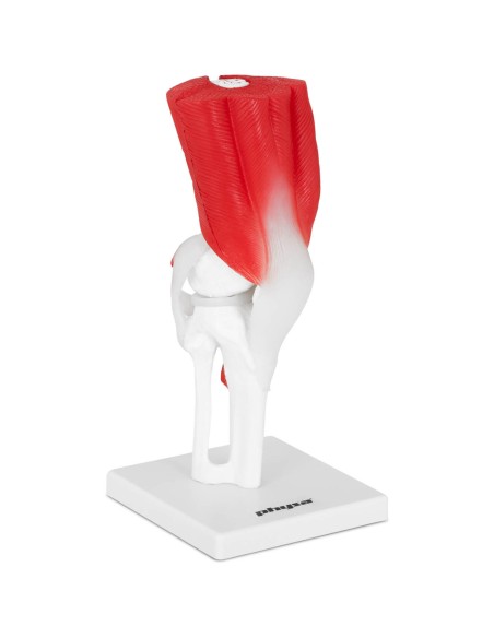 3D anatominis kelio sąnario modelis 1:1 masteliu 3D anatominis kelio sąnario modelis 1:1 masteliu