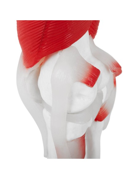 3D anatominis kelio sąnario modelis 1:1 masteliu 3D anatominis kelio sąnario modelis 1:1 masteliu