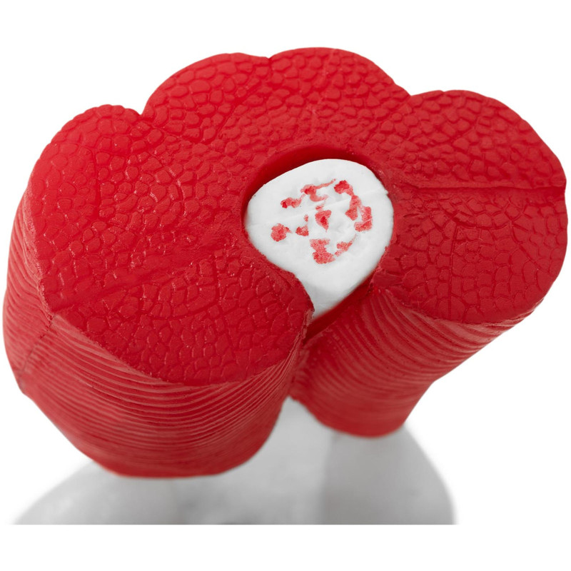 3D anatominis kelio sąnario modelis 1:1 masteliu