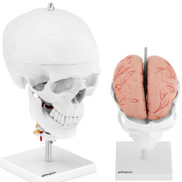3D anatominis žmogaus kaukolės modelis su smegenimis, 7 slanksteliai, mastelis 1:1
