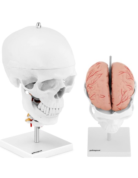 3D anatominis žmogaus kaukolės modelis su smegenimis, 7 slanksteliai, mastelis 1:1 3D anatominis žmogaus kaukolės modelis su smegenimis, 7 slanksteliai, mastelis 1:1