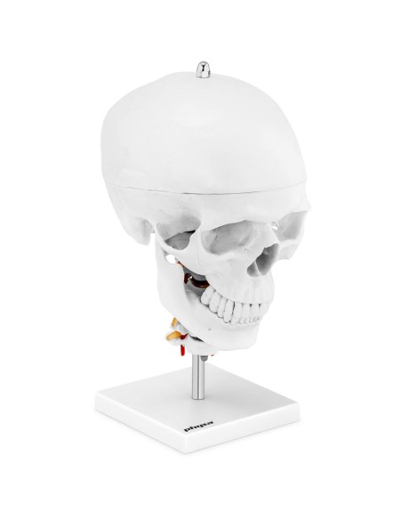 3D anatominis žmogaus kaukolės modelis su smegenimis, 7 slanksteliai, mastelis 1:1 3D anatominis žmogaus kaukolės modelis su smegenimis, 7 slanksteliai, mastelis 1:1