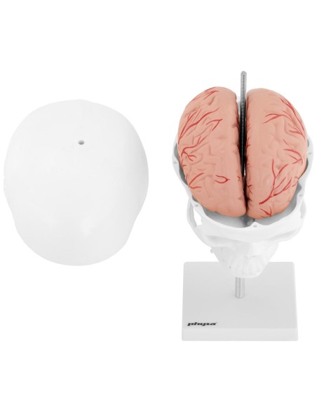 3D anatominis žmogaus kaukolės modelis su smegenimis, 7 slanksteliai, mastelis 1:1 3D anatominis žmogaus kaukolės modelis su smegenimis, 7 slanksteliai, mastelis 1:1