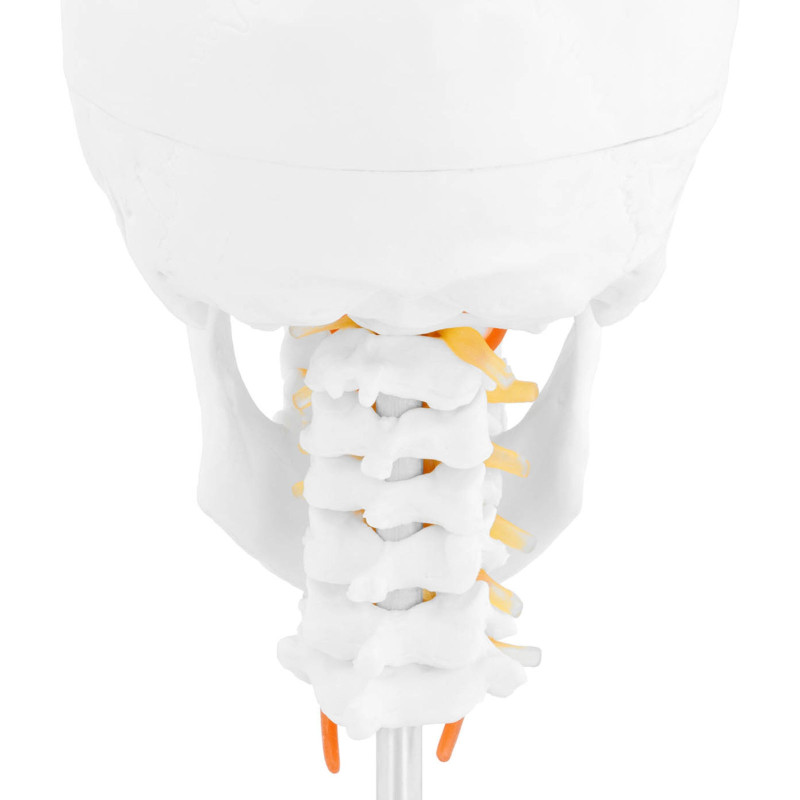 3D anatominis žmogaus kaukolės modelis su smegenimis, 7 slanksteliai, mastelis 1:1