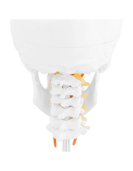 3D anatominis žmogaus kaukolės modelis su smegenimis, 7 slanksteliai, mastelis 1:1 3D anatominis žmogaus kaukolės modelis su smegenimis, 7 slanksteliai, mastelis 1:1