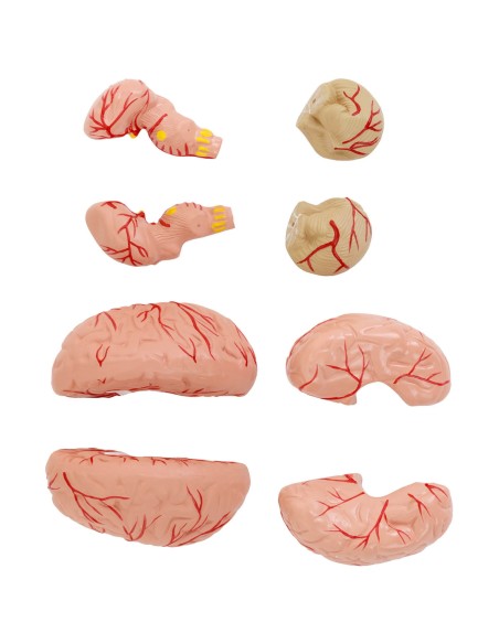 3D anatominis žmogaus kaukolės modelis su smegenimis, 7 slanksteliai, mastelis 1:1 3D anatominis žmogaus kaukolės modelis su smegenimis, 7 slanksteliai, mastelis 1:1