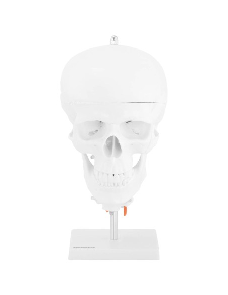 3D anatominis žmogaus kaukolės modelis su smegenimis, 7 slanksteliai, mastelis 1:1 3D anatominis žmogaus kaukolės modelis su smegenimis, 7 slanksteliai, mastelis 1:1