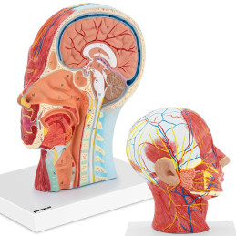 3D anatominis žmogaus galvos ir kaklo modelis, mastelis 1:1