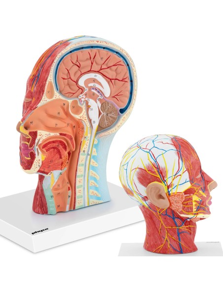 3D anatominis žmogaus galvos ir kaklo modelis, mastelis 1:1 3D anatominis žmogaus galvos ir kaklo modelis, mastelis 1:1
