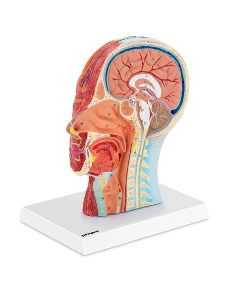 3D anatominis žmogaus galvos ir kaklo modelis, mastelis 1:1 3D anatominis žmogaus galvos ir kaklo modelis, mastelis 1:1