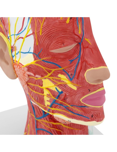 3D anatominis žmogaus galvos ir kaklo modelis, mastelis 1:1 3D anatominis žmogaus galvos ir kaklo modelis, mastelis 1:1