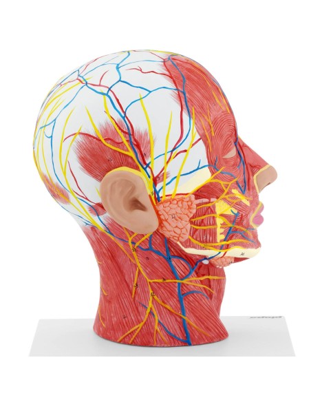 3D anatominis žmogaus galvos ir kaklo modelis, mastelis 1:1 3D anatominis žmogaus galvos ir kaklo modelis, mastelis 1:1