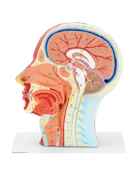 3D anatominis žmogaus galvos ir kaklo modelis, mastelis 1:1 3D anatominis žmogaus galvos ir kaklo modelis, mastelis 1:1