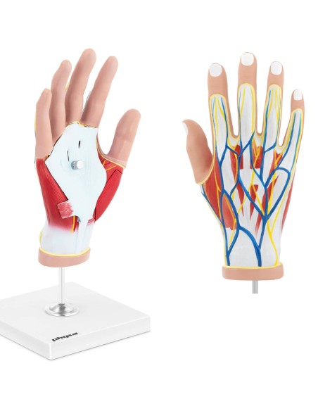 3D anatominis žmogaus rankos modelis, mastelis 1:1 3D anatominis žmogaus rankos modelis, mastelis 1:1
