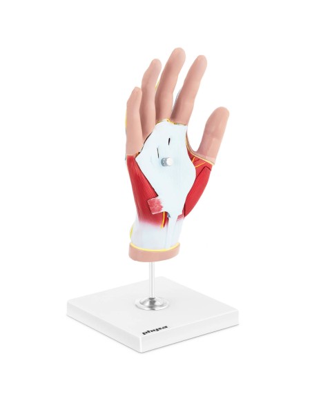 3D anatominis žmogaus rankos modelis, mastelis 1:1 3D anatominis žmogaus rankos modelis, mastelis 1:1