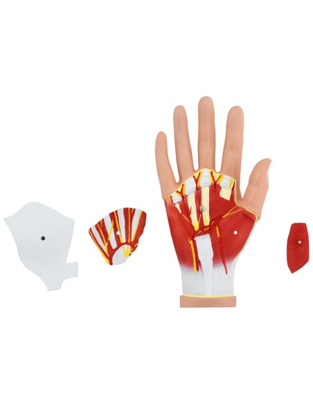 3D anatominis žmogaus rankos modelis, mastelis 1:1 3D anatominis žmogaus rankos modelis, mastelis 1:1