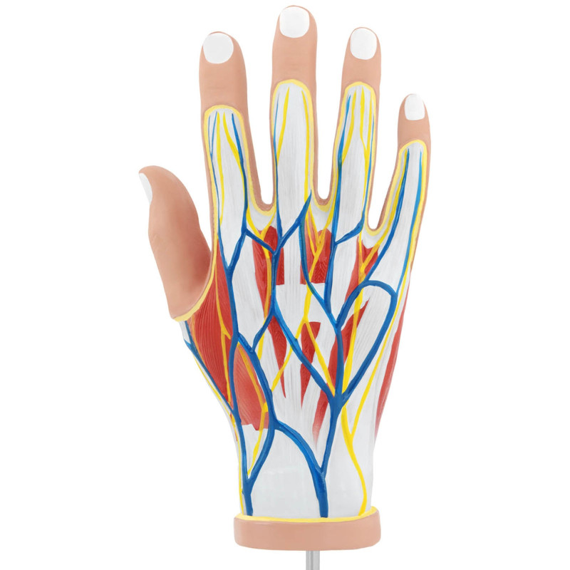 3D anatominis žmogaus rankos modelis, mastelis 1:1