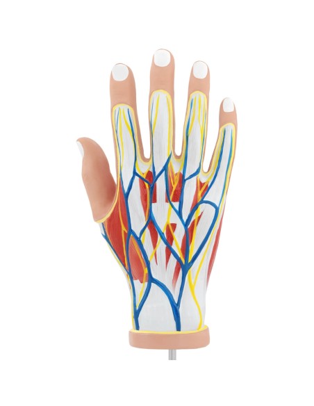 3D anatominis žmogaus rankos modelis, mastelis 1:1 3D anatominis žmogaus rankos modelis, mastelis 1:1