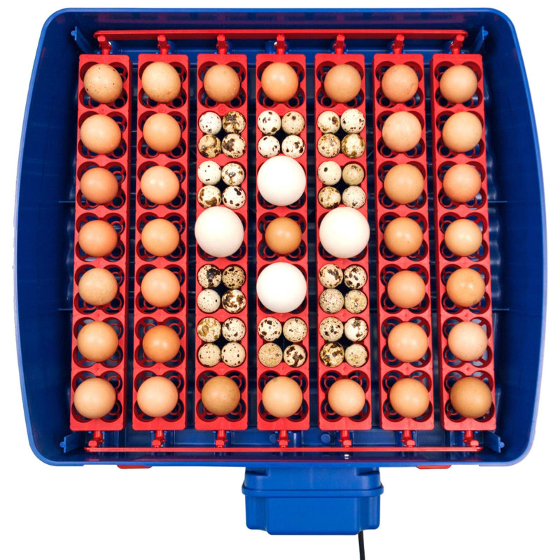 Automatinis inkubatorius 49 kiaušiniams su BIOMASTER 150 W drėkinimo sistema