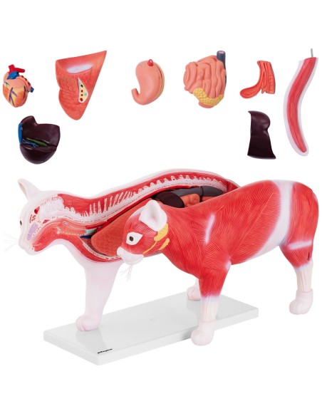 3D anatominis katės modelis su išimamais organais 3D anatominis katės modelis su išimamais organais