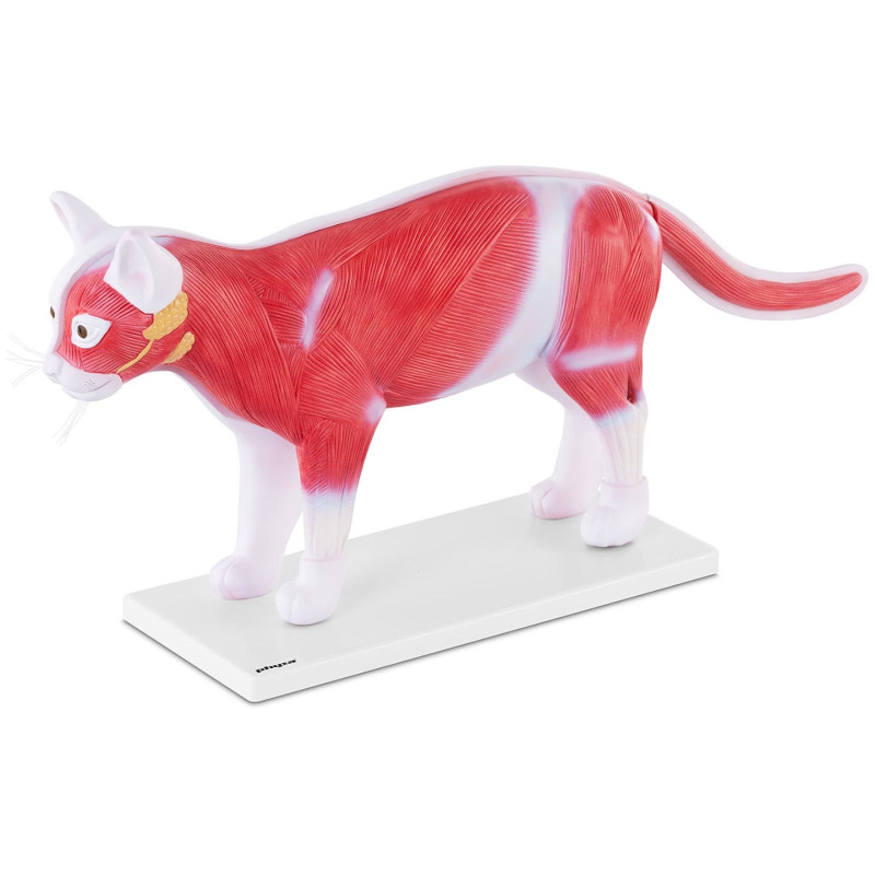 3D anatominis katės modelis su išimamais organais