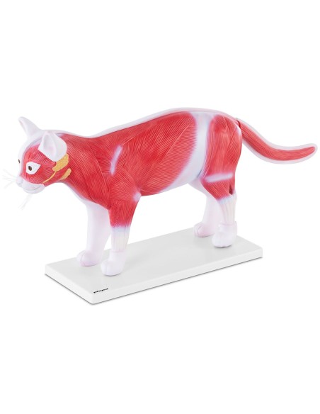 3D anatominis katės modelis su išimamais organais 3D anatominis katės modelis su išimamais organais