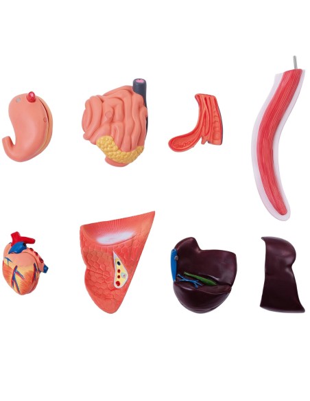 3D anatominis katės modelis su išimamais organais 3D anatominis katės modelis su išimamais organais